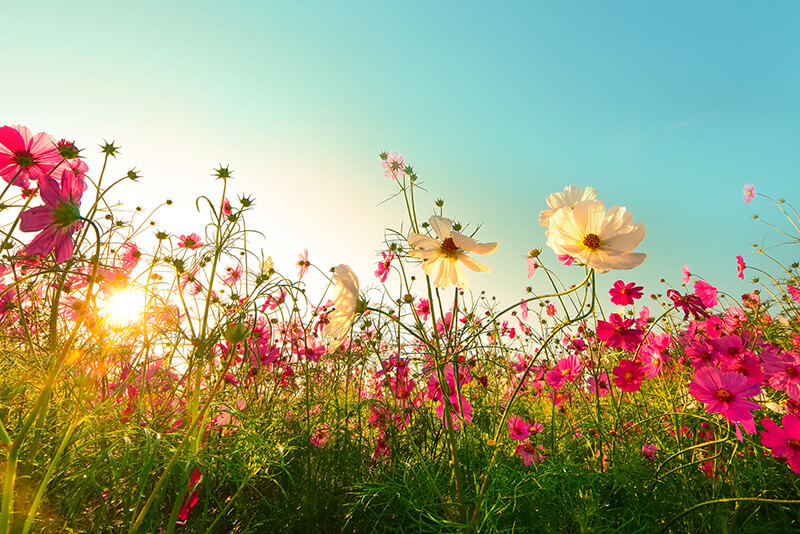 wild flowers